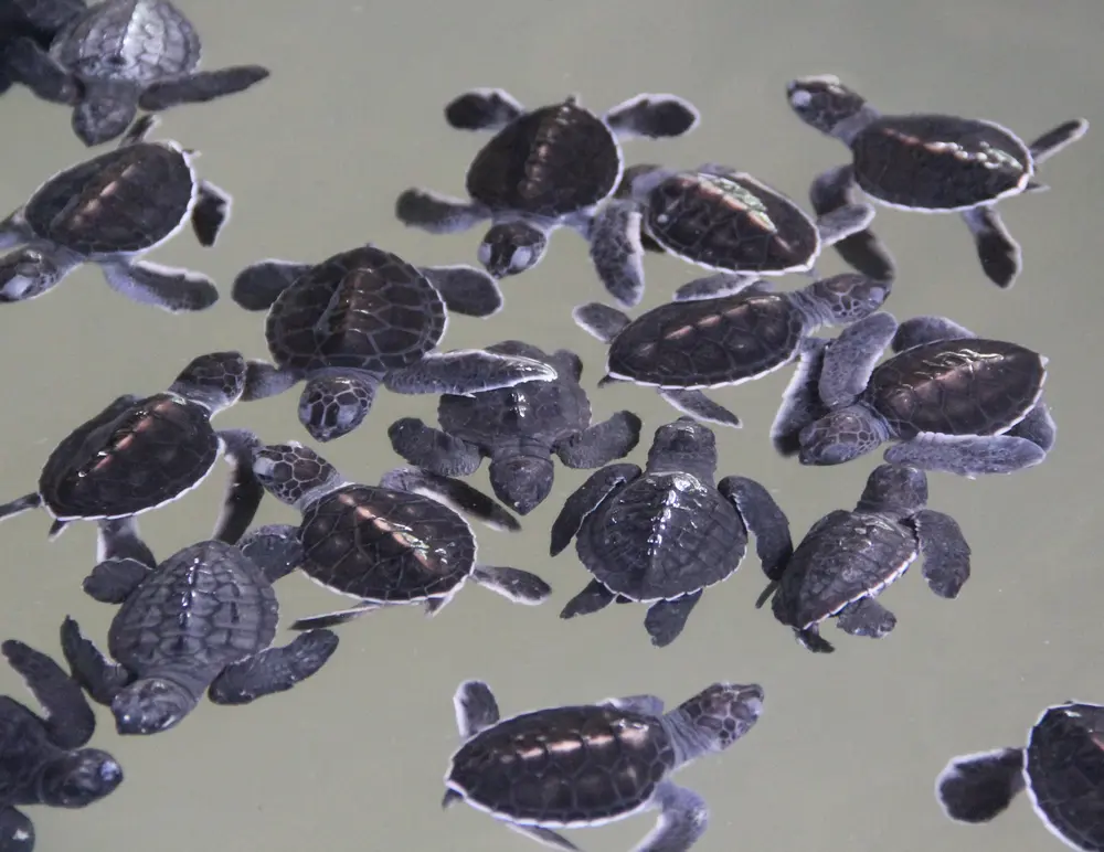 Kosgoda Turtle Hatchery