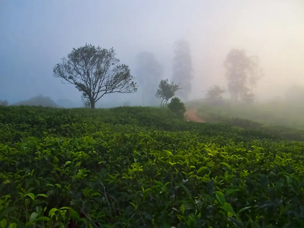 Sinharaja Forest Reserve, a UNESCO World Heritage site and biodiversity hotspot in Sri Lanka