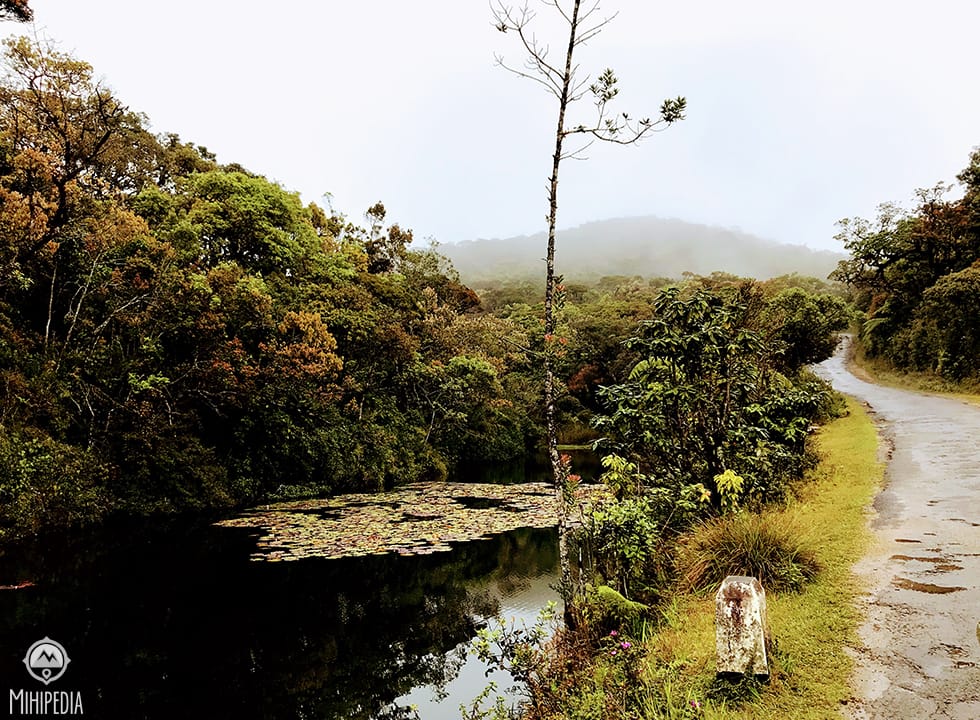 Montane Forest Trails