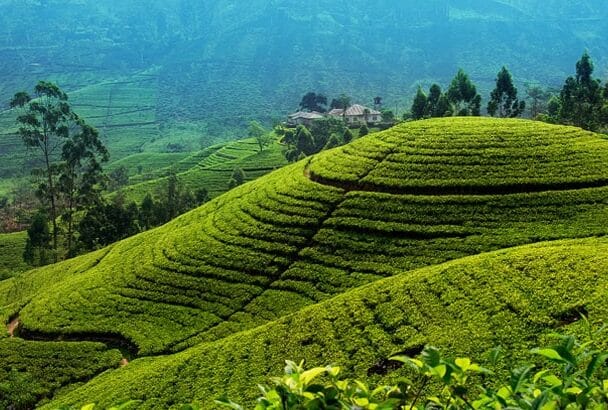 Day 3: Nuwara Eliya Tea Country