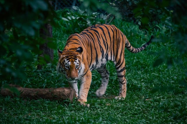 Tiger in a forest