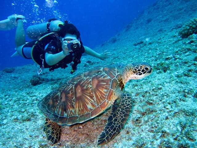 Dive in Pigeon Island Marine Park
