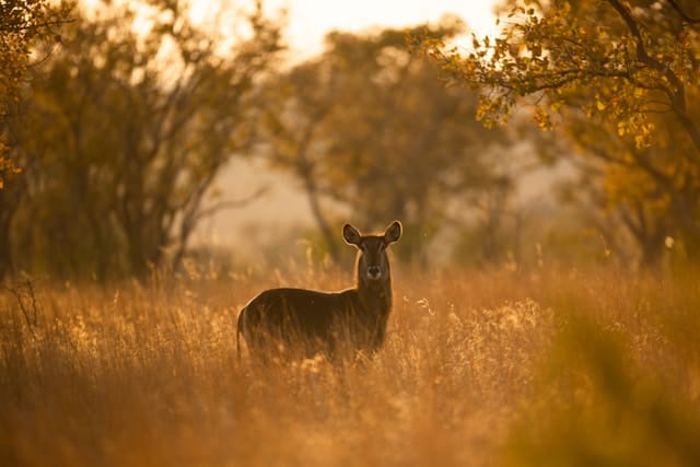 moose in a forest