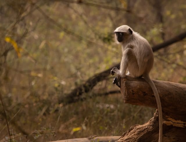 a monkey on a branch