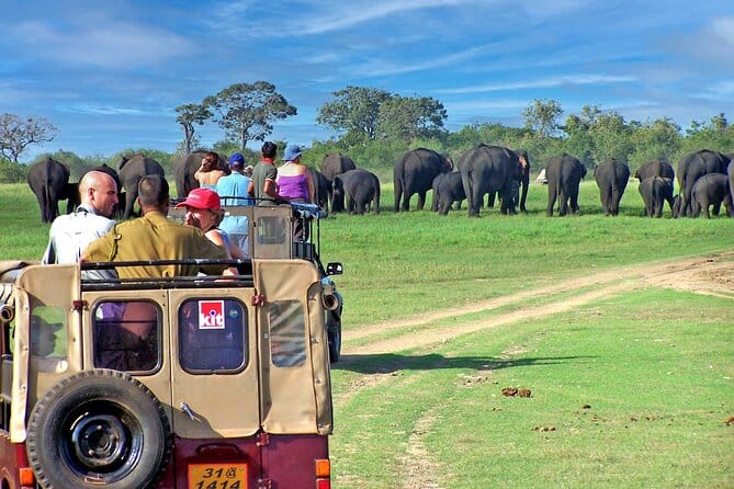 Elephant at minneriya national park