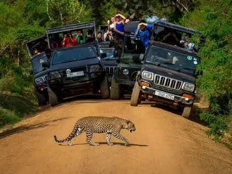 Safari-Jeeps im Yala-Nationalpark, Sri Lanka