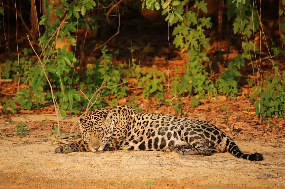 Leopard bei einer Safari im Yala-Nationalpark
