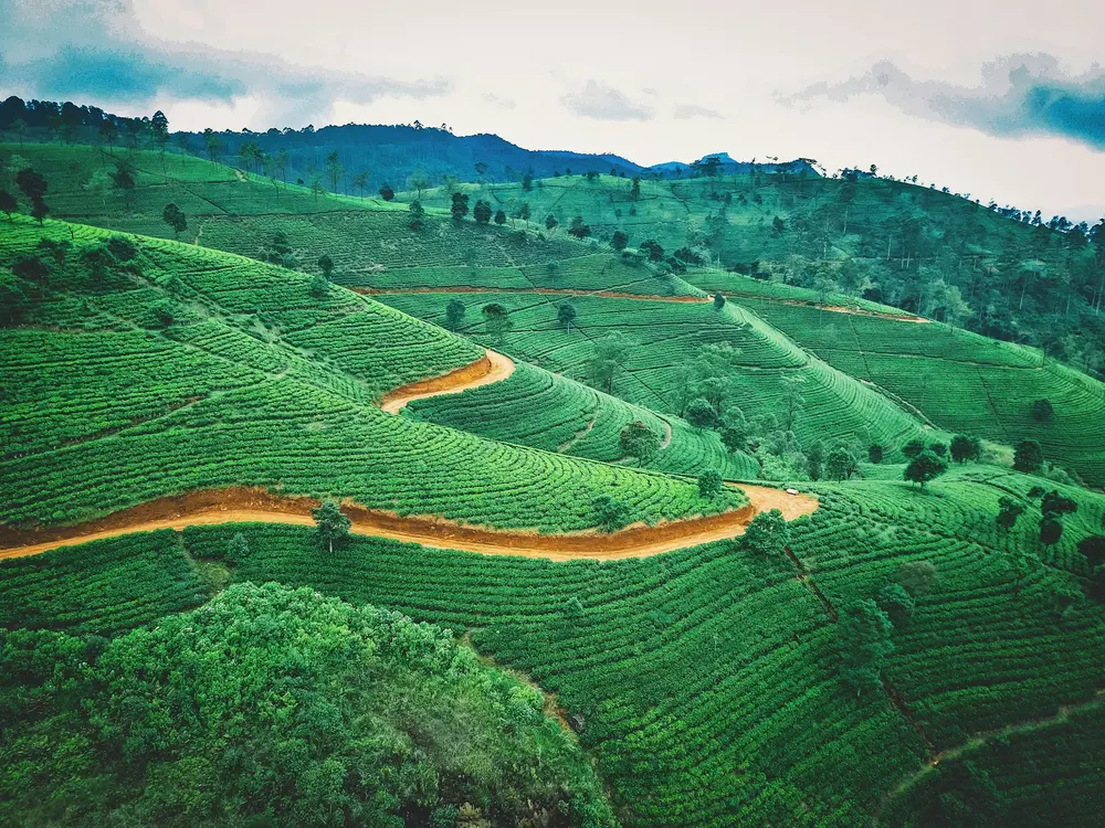 Grüne Teeplantage im Hochland von Sri Lanka