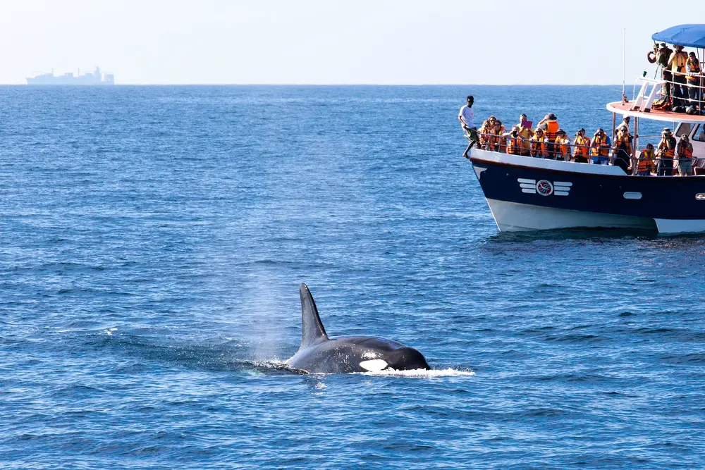 Boot bei der Walbeobachtung vor Mirissa